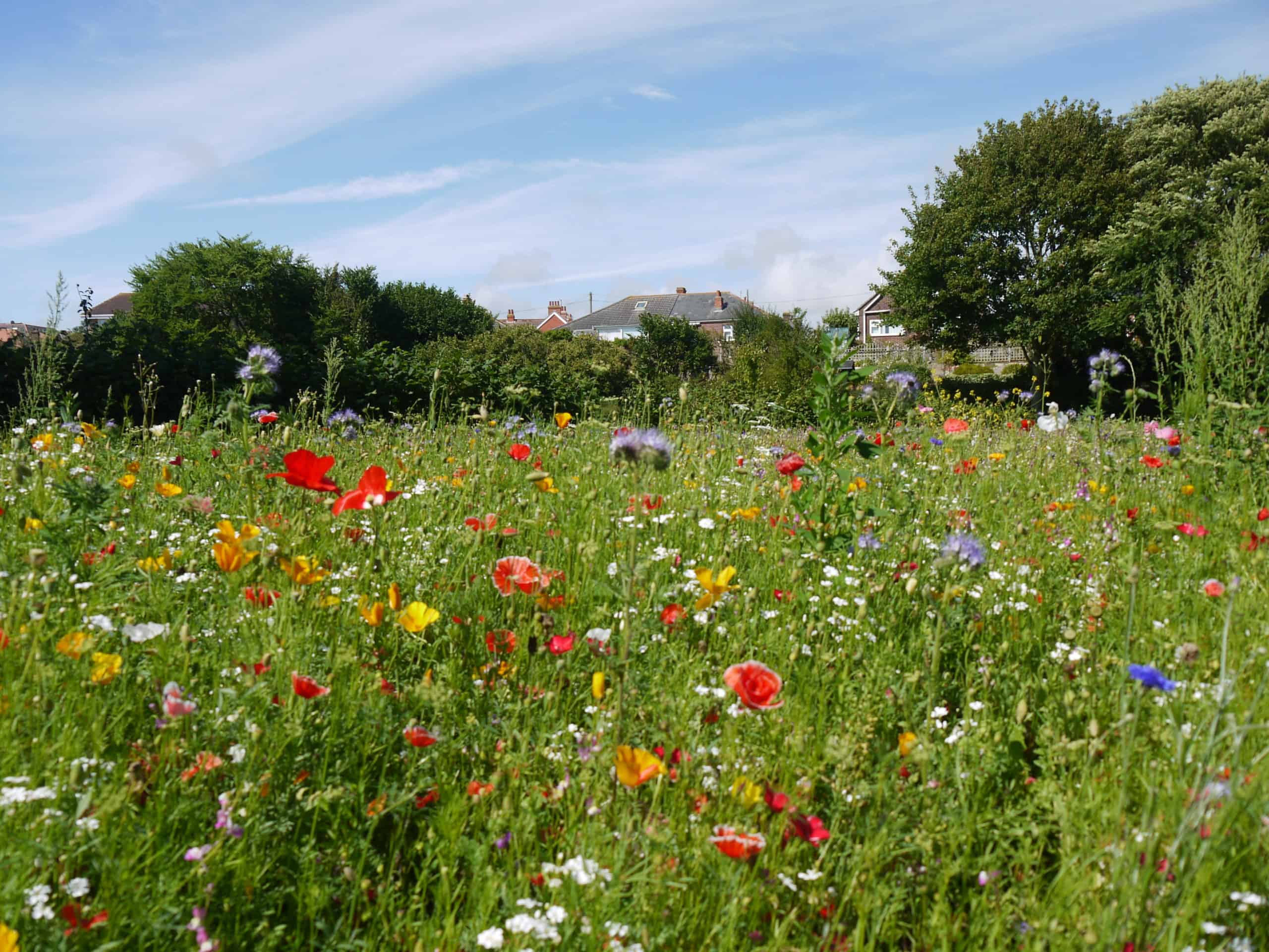 A vibrant wildflower meadow with scattered blooms of red poppies and various white and purple flowers, with lush green trees and houses in the background under a clear blue sky.