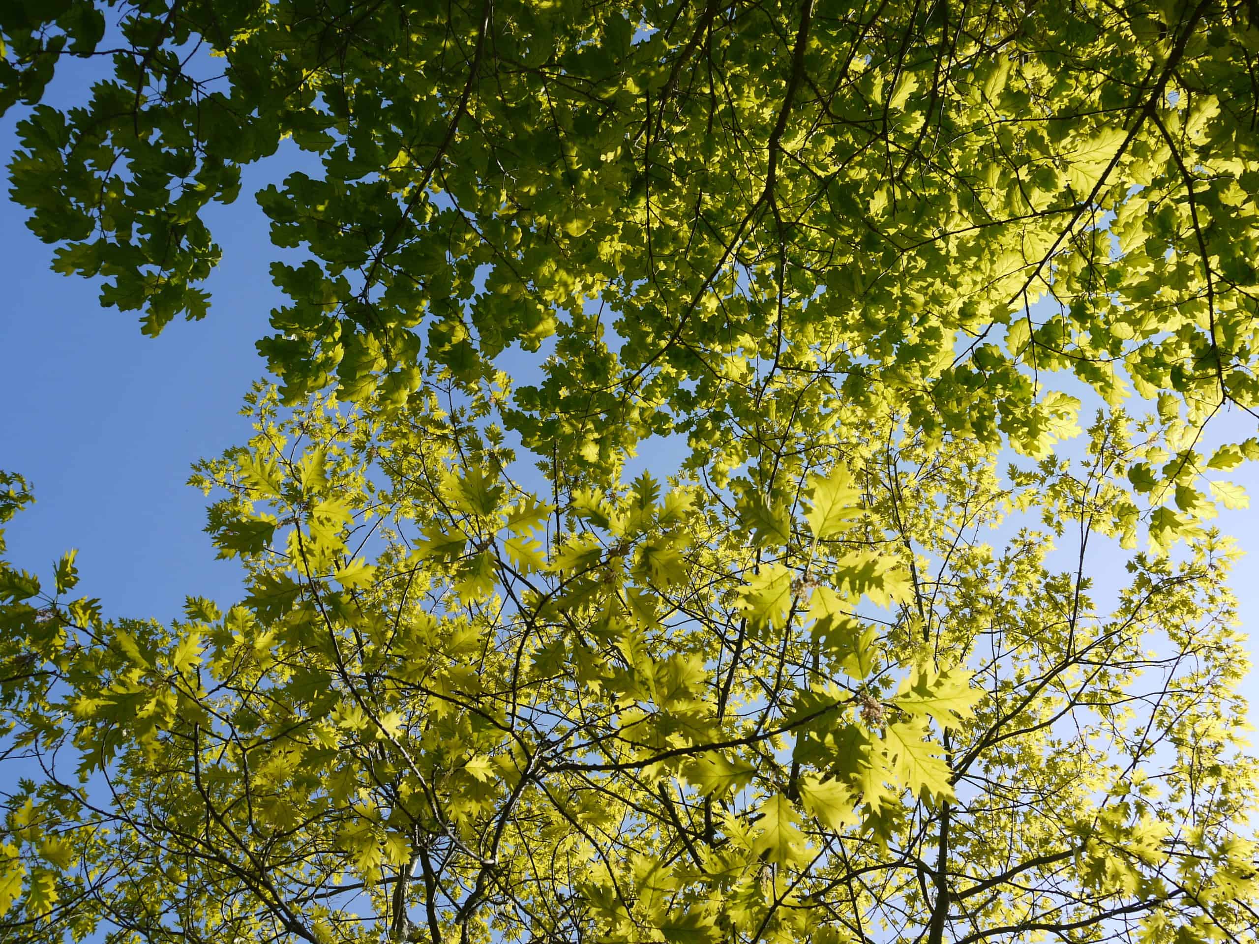 A view from below of a lush, sunlit tree canopy with various shades of green leaves against a clear blue sky.