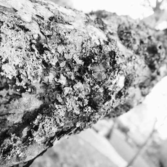 Black and white close-up photo of a textured tree bark covered with lichen.