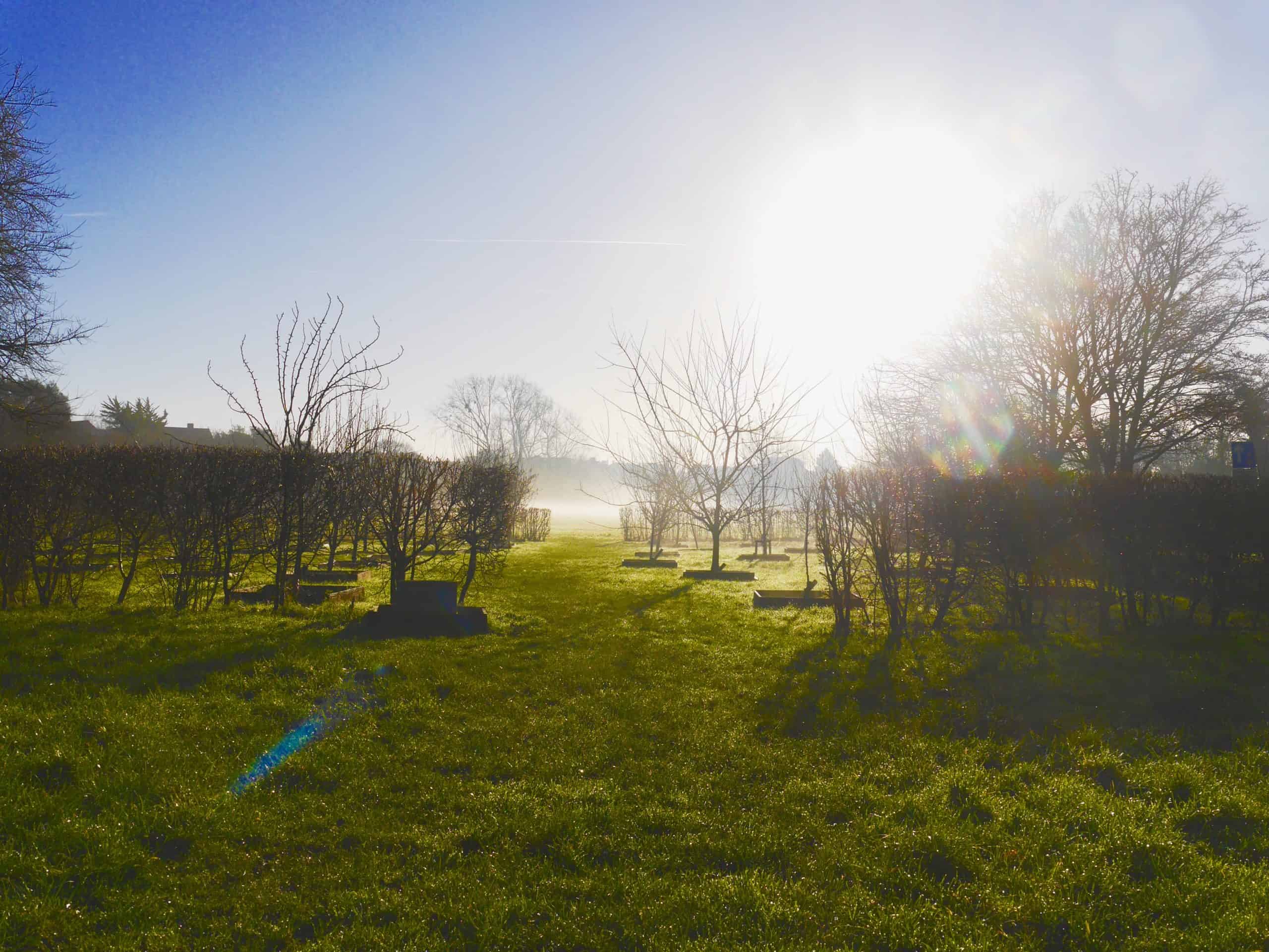 Bright morning sun illuminating an expansive grassy field with scattered trees and a misty background.