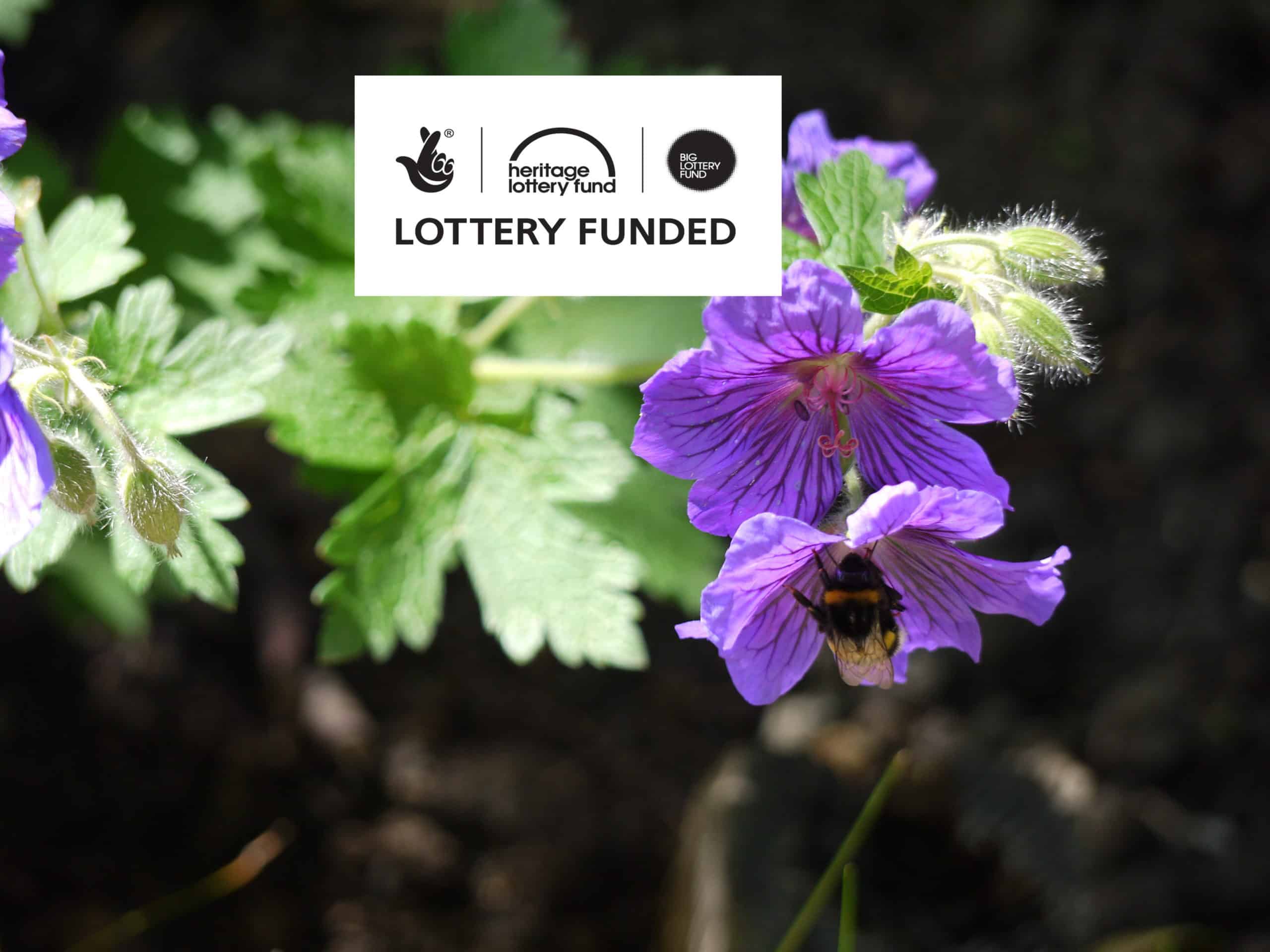 A bee collecting nectar from a purple flower with the heritage lottery fund logo in the corner, indicating lottery funding.