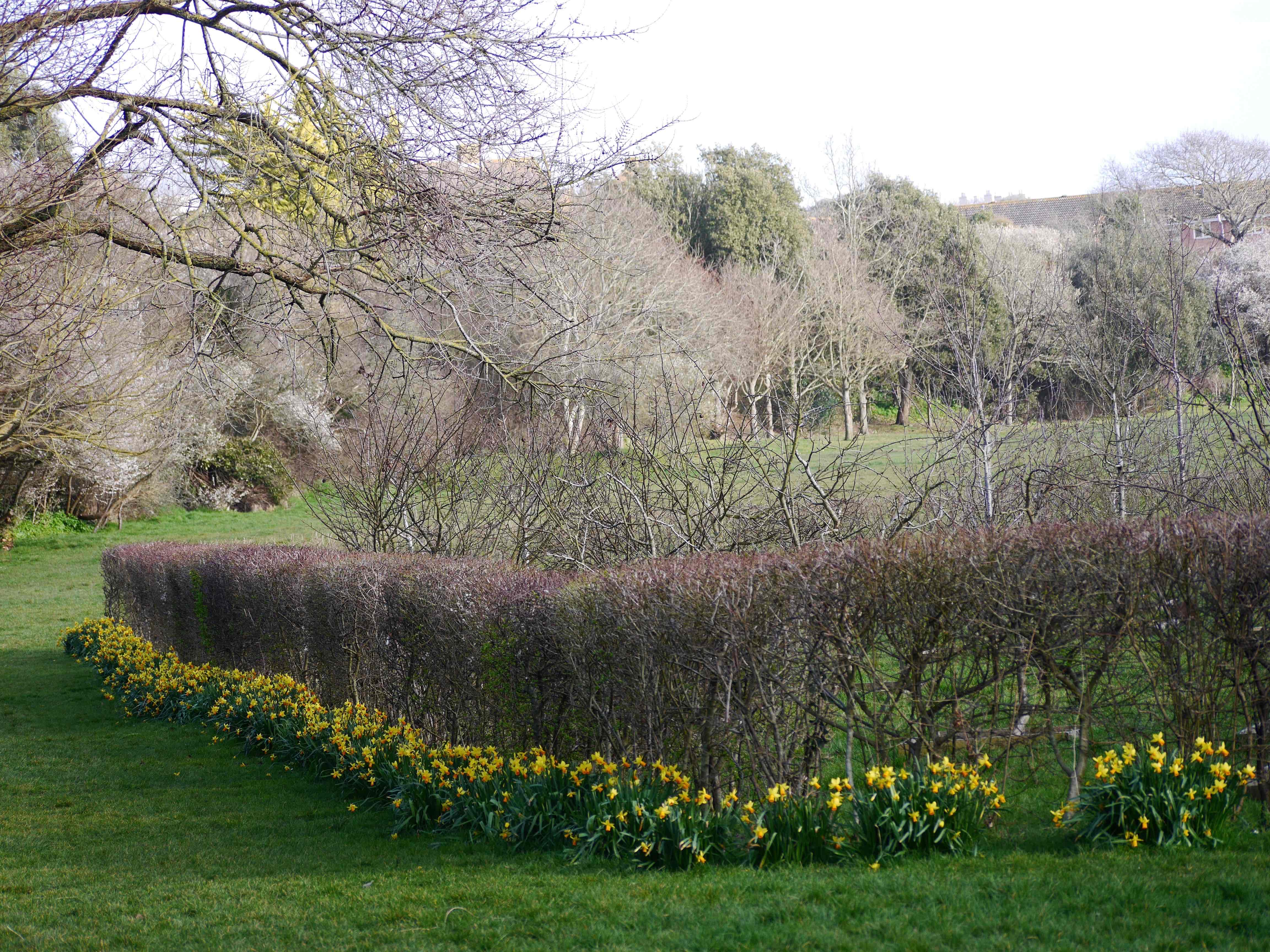 Daffodils surrounding the community orchard Radipole park..jpg