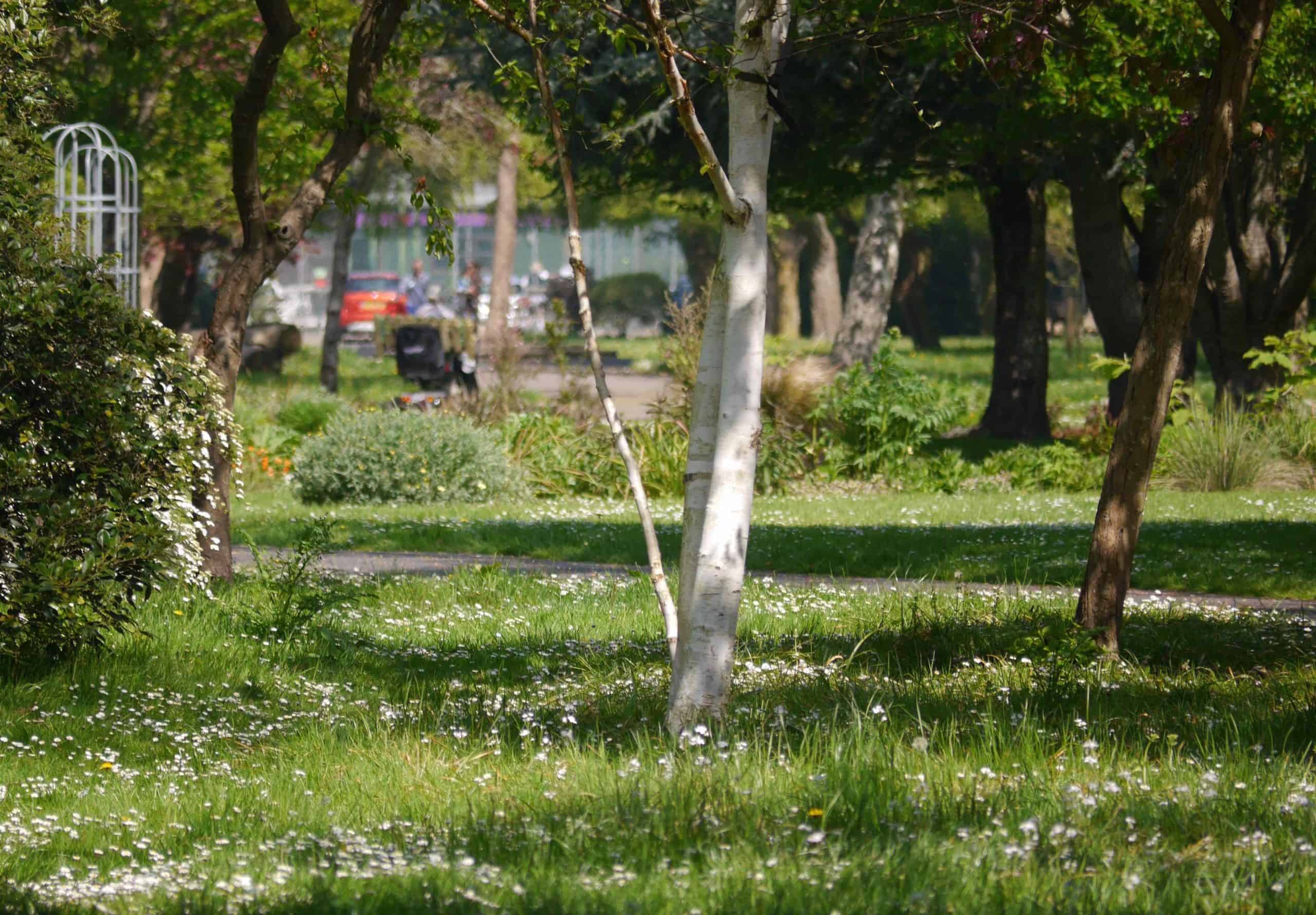 A sunlit park with lush green grass, scattered wildflowers, and birch trees, with a blurred background featuring park benches and strolling visitors.