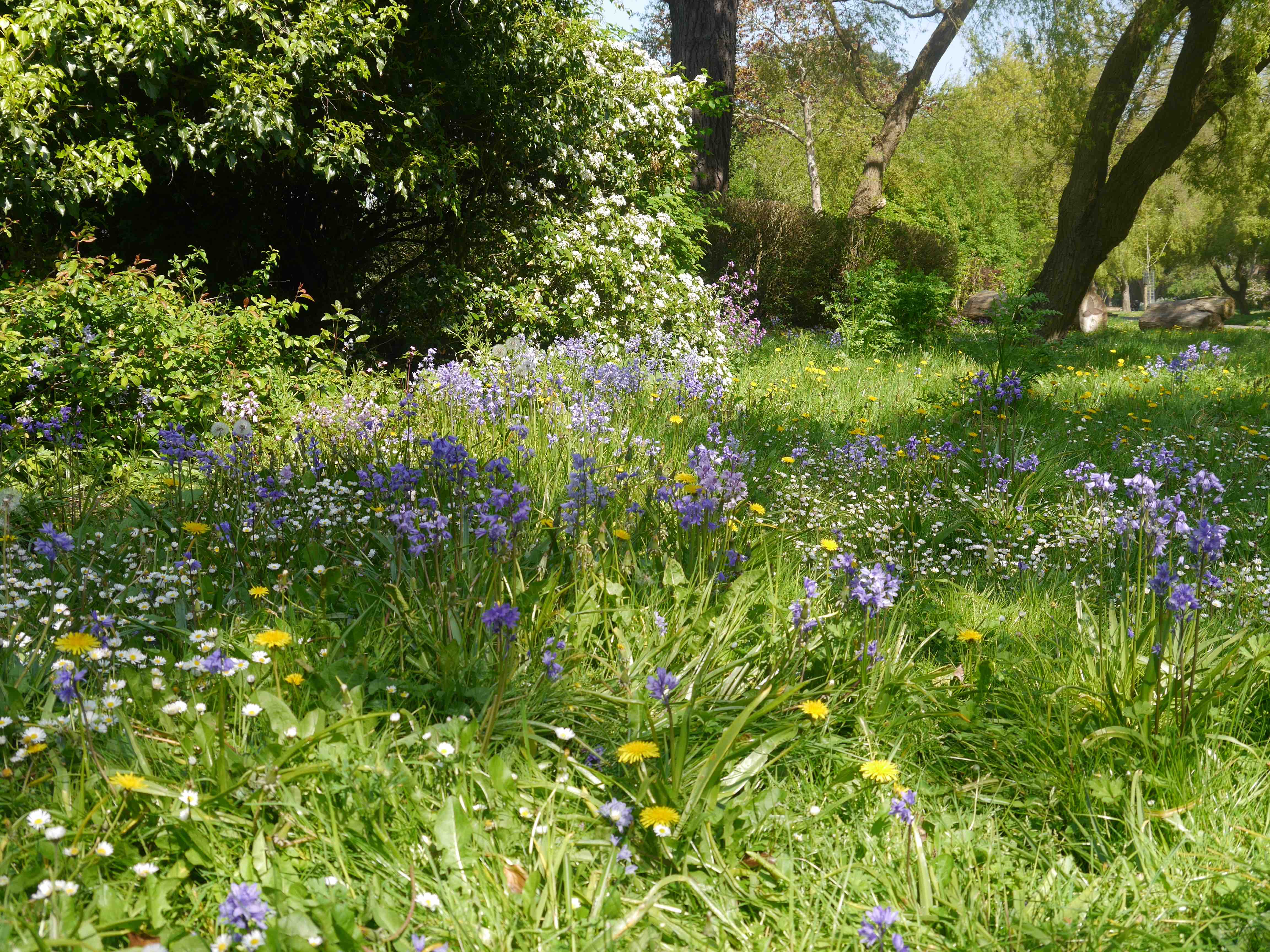 Wildlflowers Radipole gardens