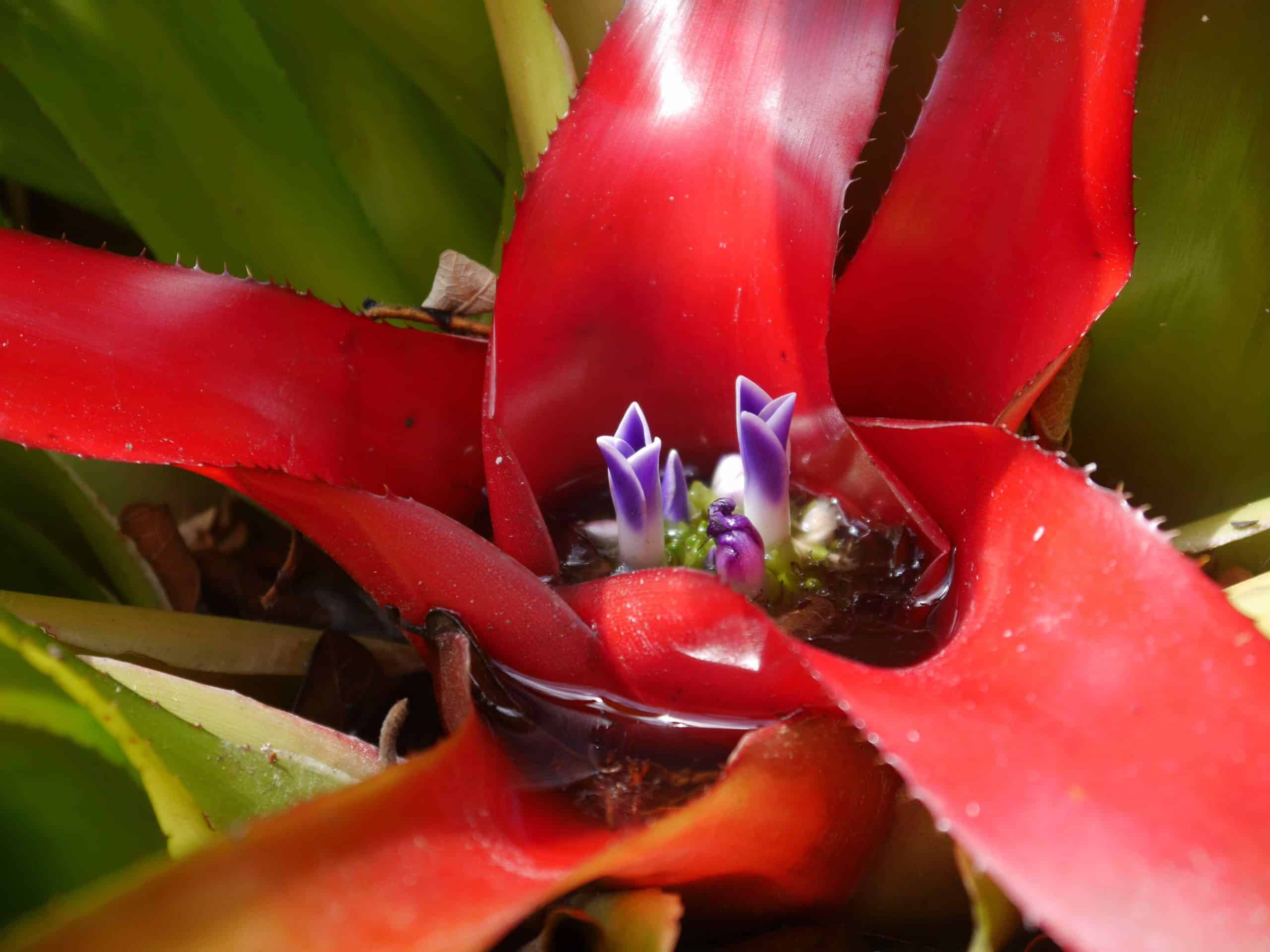 A close-up of a bromeliad with vibrant red leaves and small purple flowers centered in pooled water.