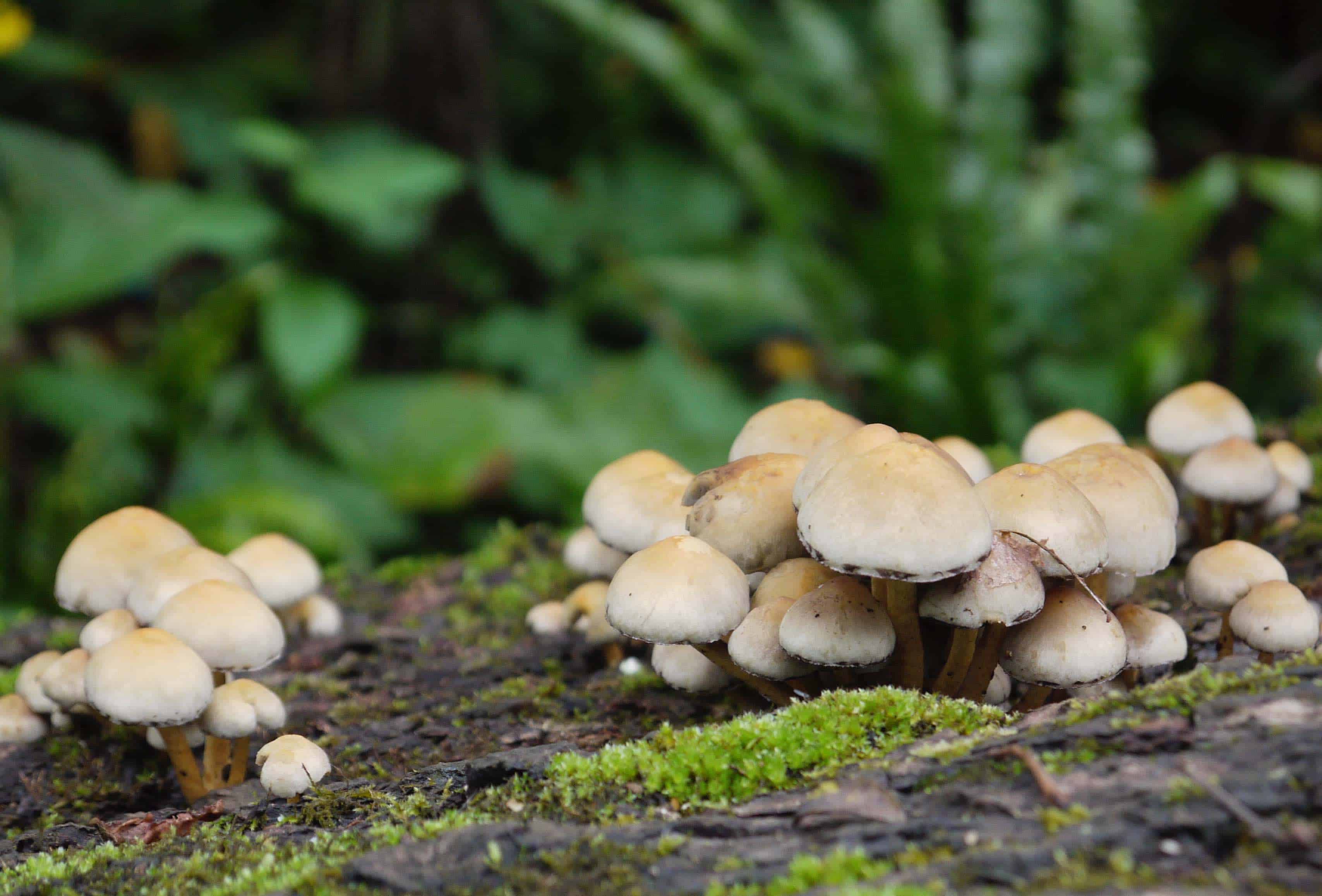 fungi Radipole gardens