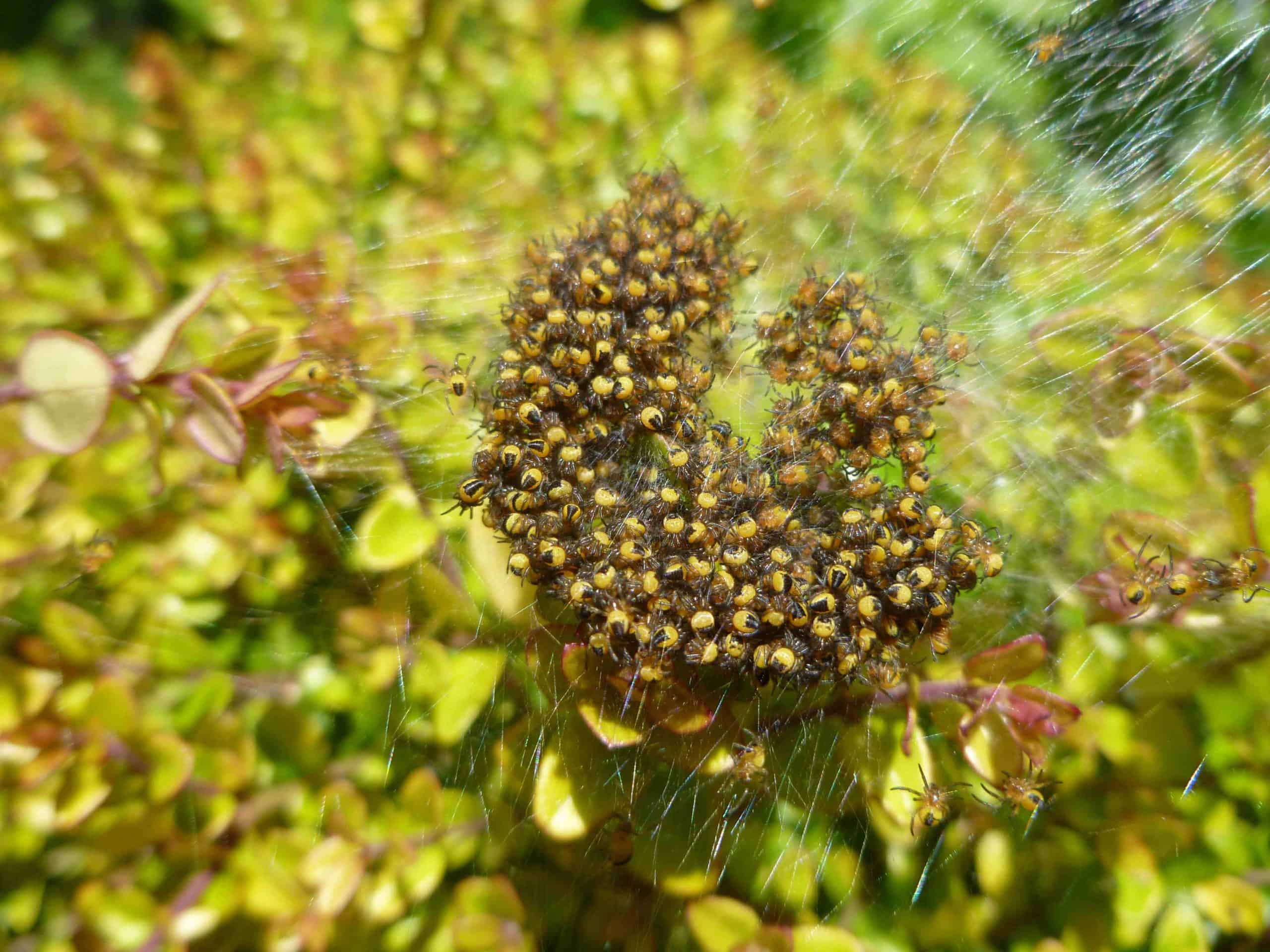 A cluster of baby spiders gathered on a web in a garden, surrounded by green foliage.