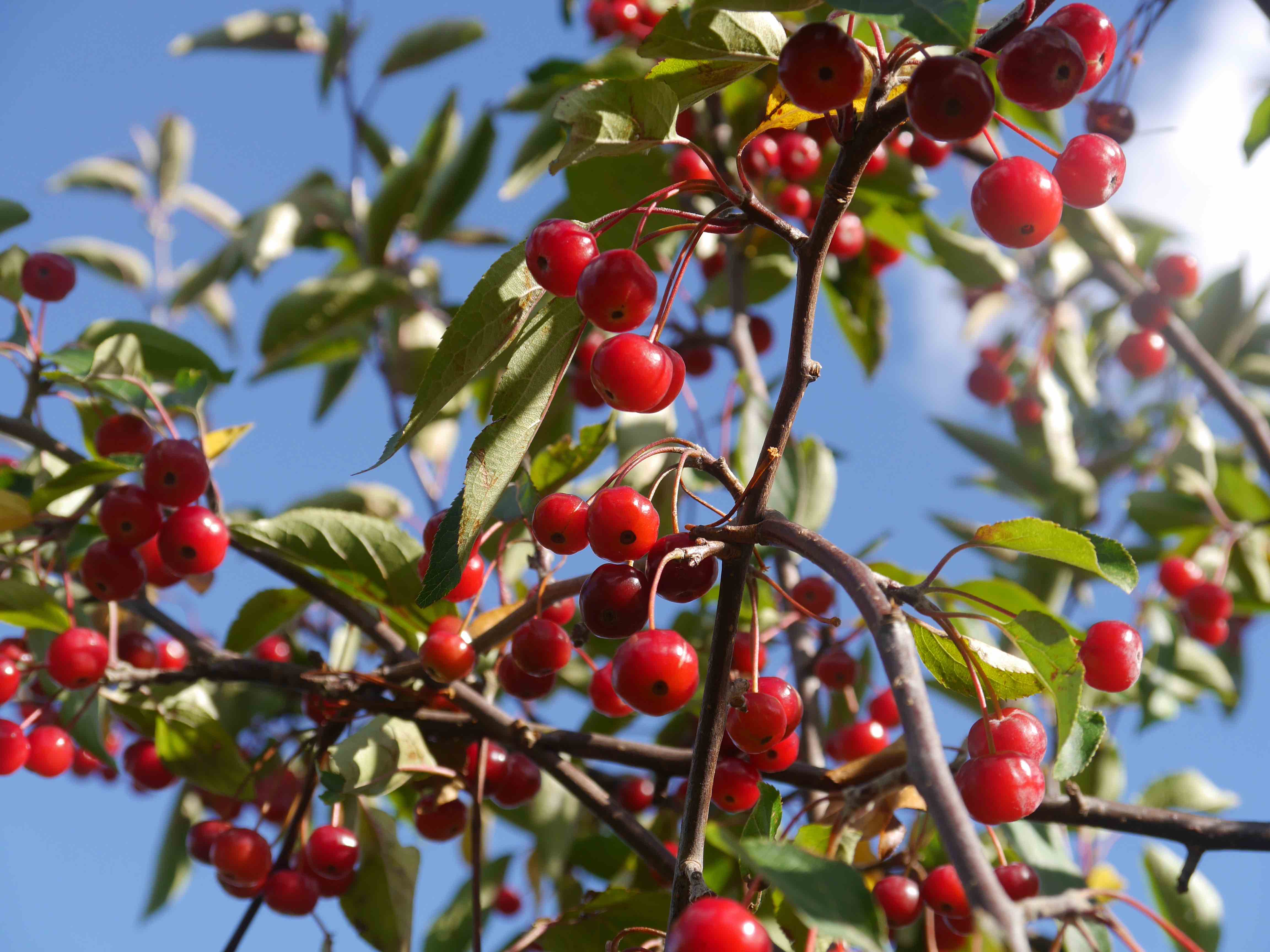 Red Berries