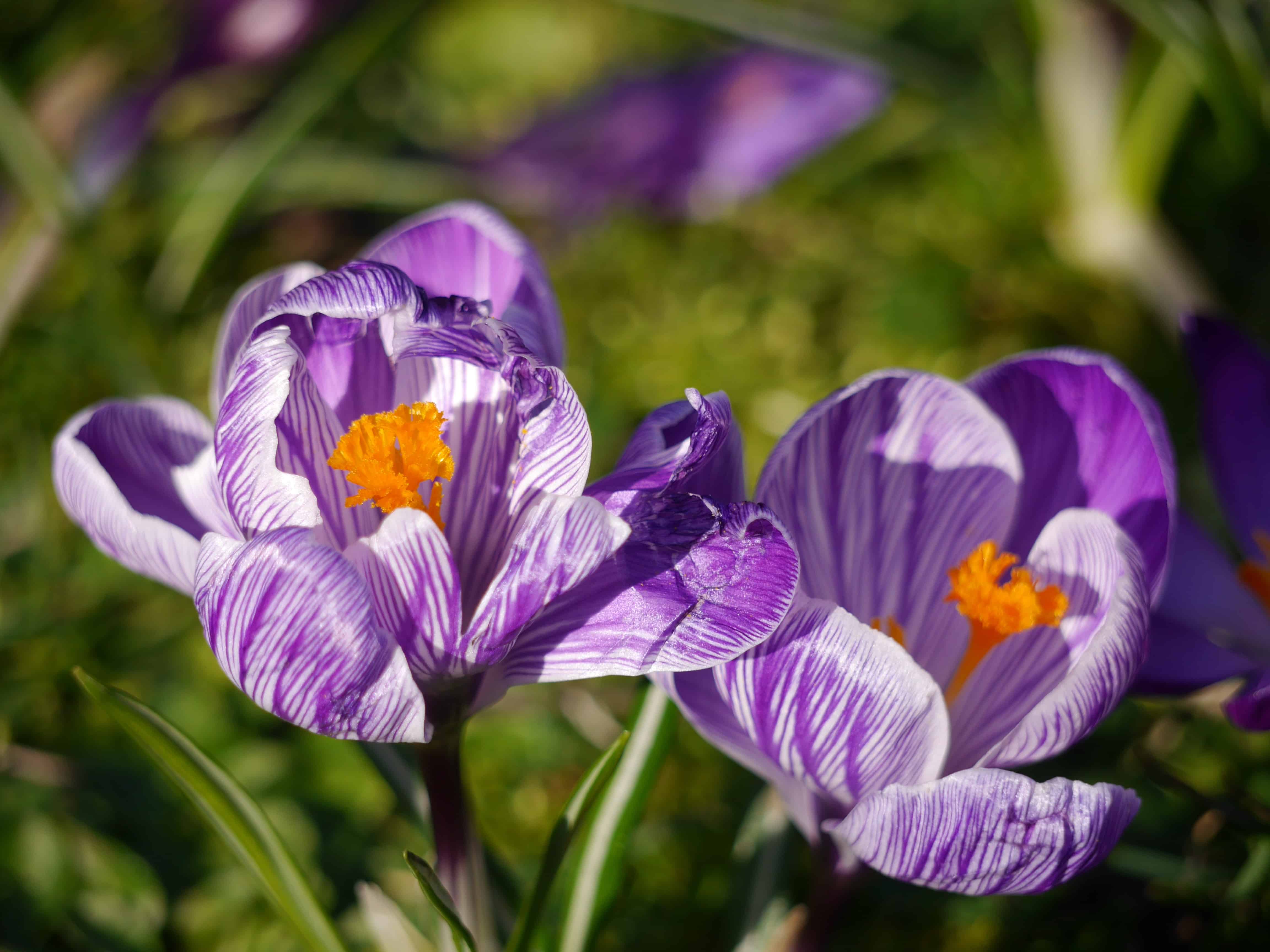 Crocus Radipole gardens 2019