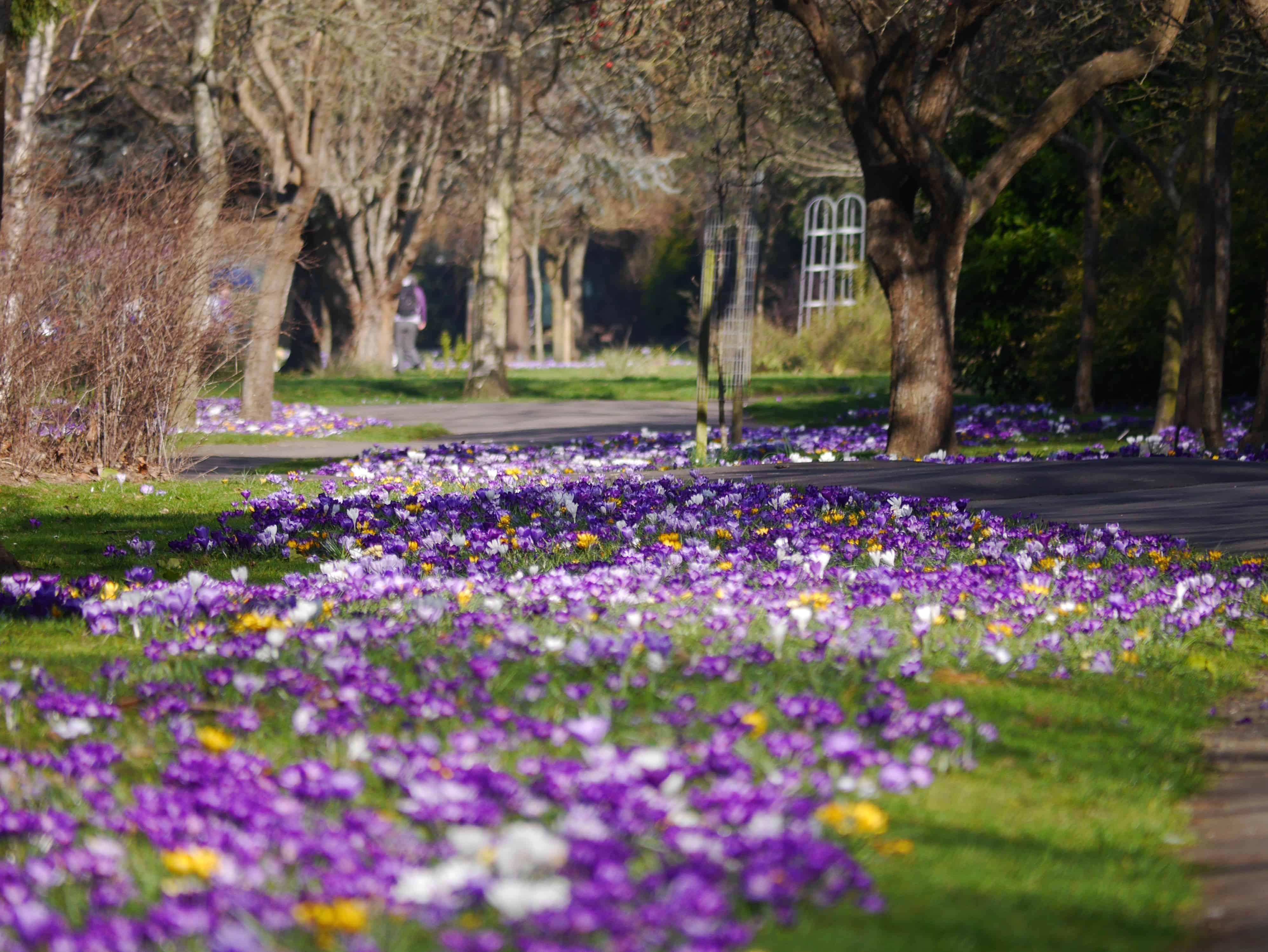 Crocus Walk Feb 2019 Radipole gardens