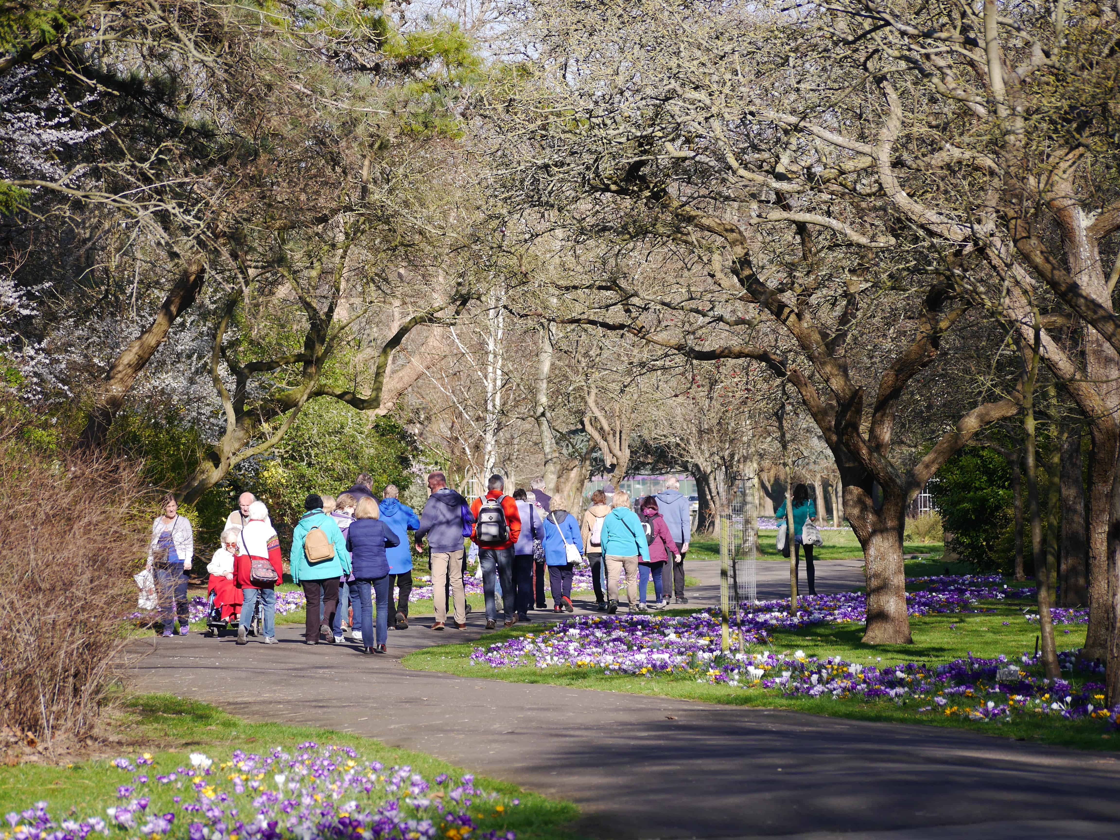 people admiring crocus walk in Radipole gardens Feb 2019