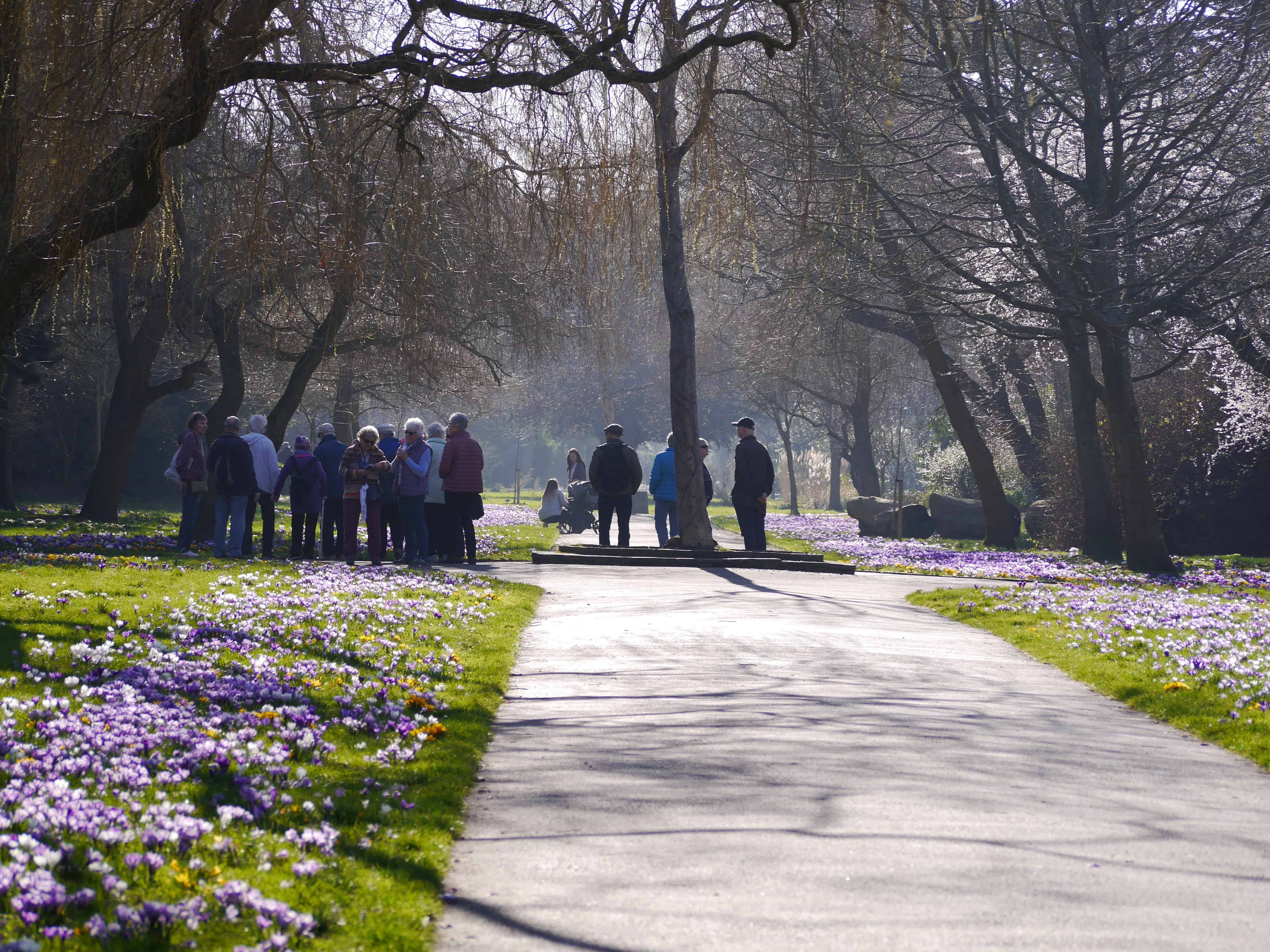 people admiring the crocus walk Radipole gardens 2019