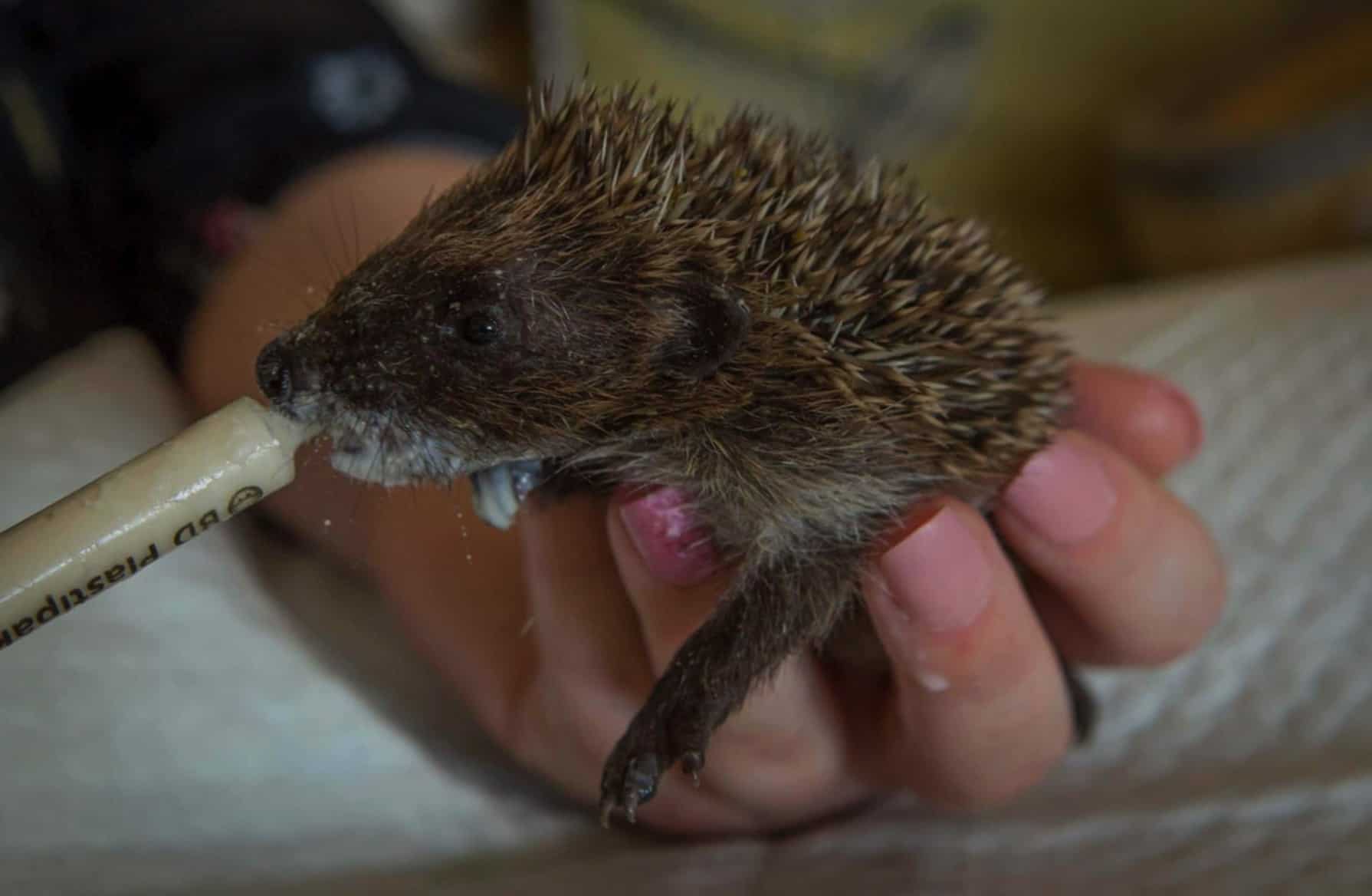 baby hedgehog being hand fed