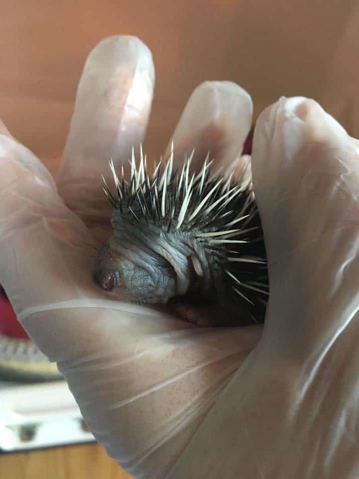 A small hedgehog curled up in a person's gloved hand, demonstrating why protecting our wildlife really matters, with its spikes and partially visible face.