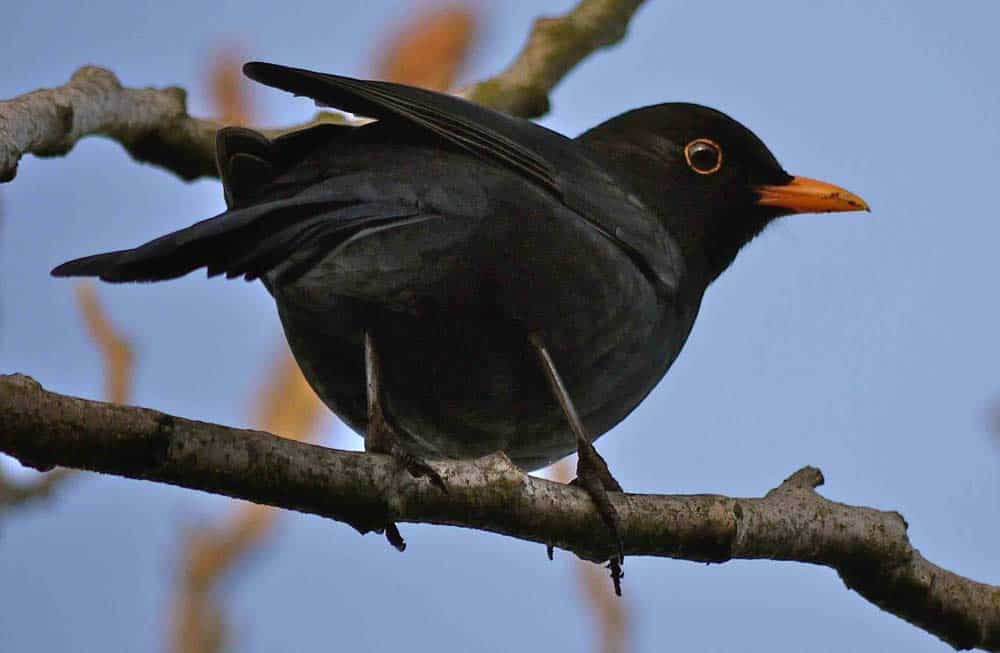 Blackbird in Radipole gardens