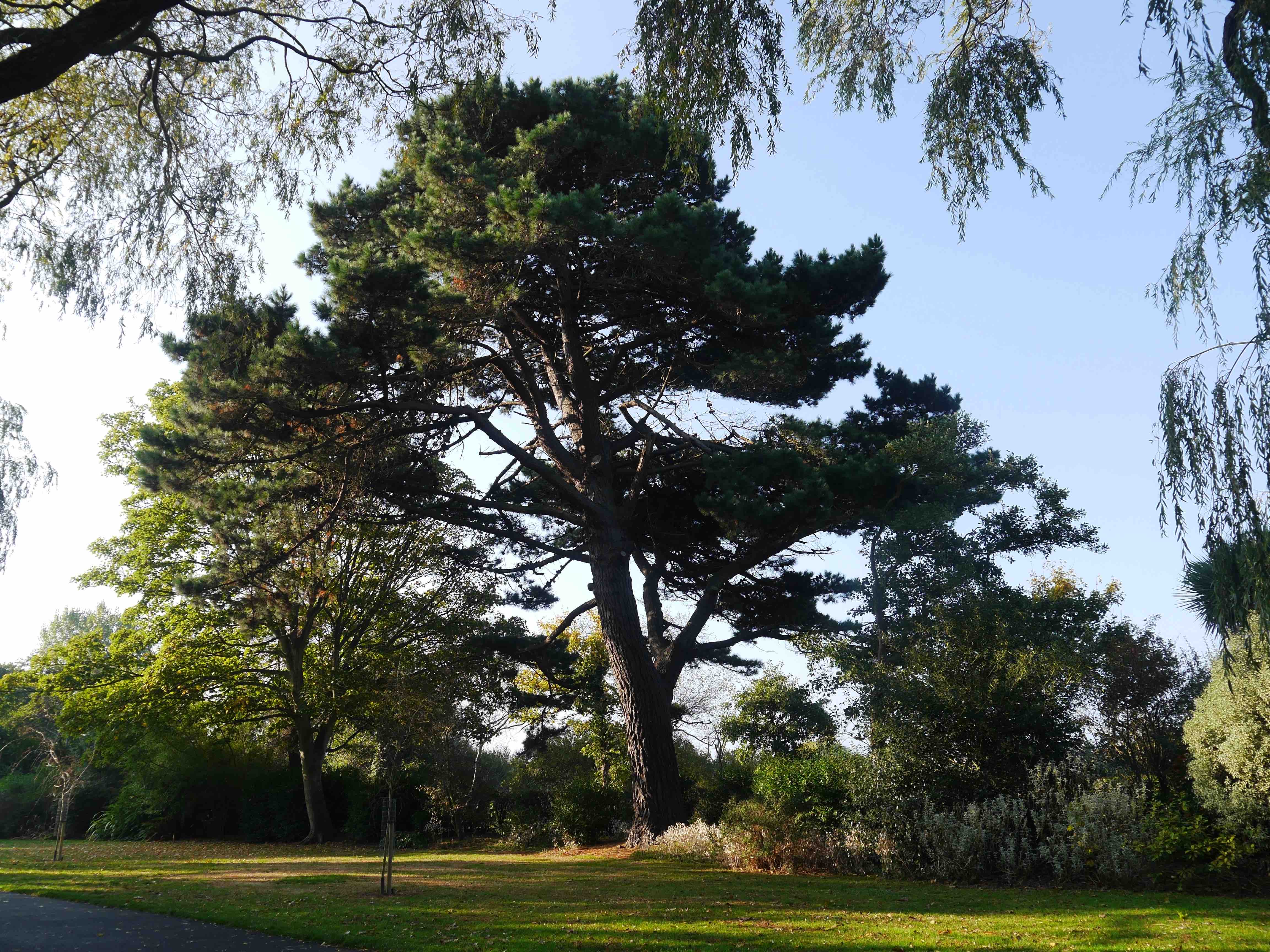 large pine tree Radipole gardens planted in the 1930's by Edward Whites team.