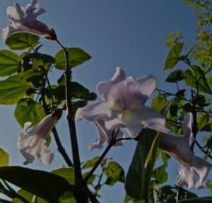 Foxglove tree 