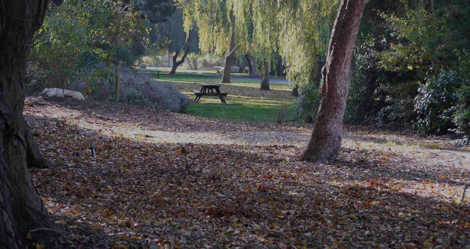 A serene Radipole Park scene with a winding path covered in fallen leaves, featuring trees and a distant picnic bench, bathed in soft sunlight.
