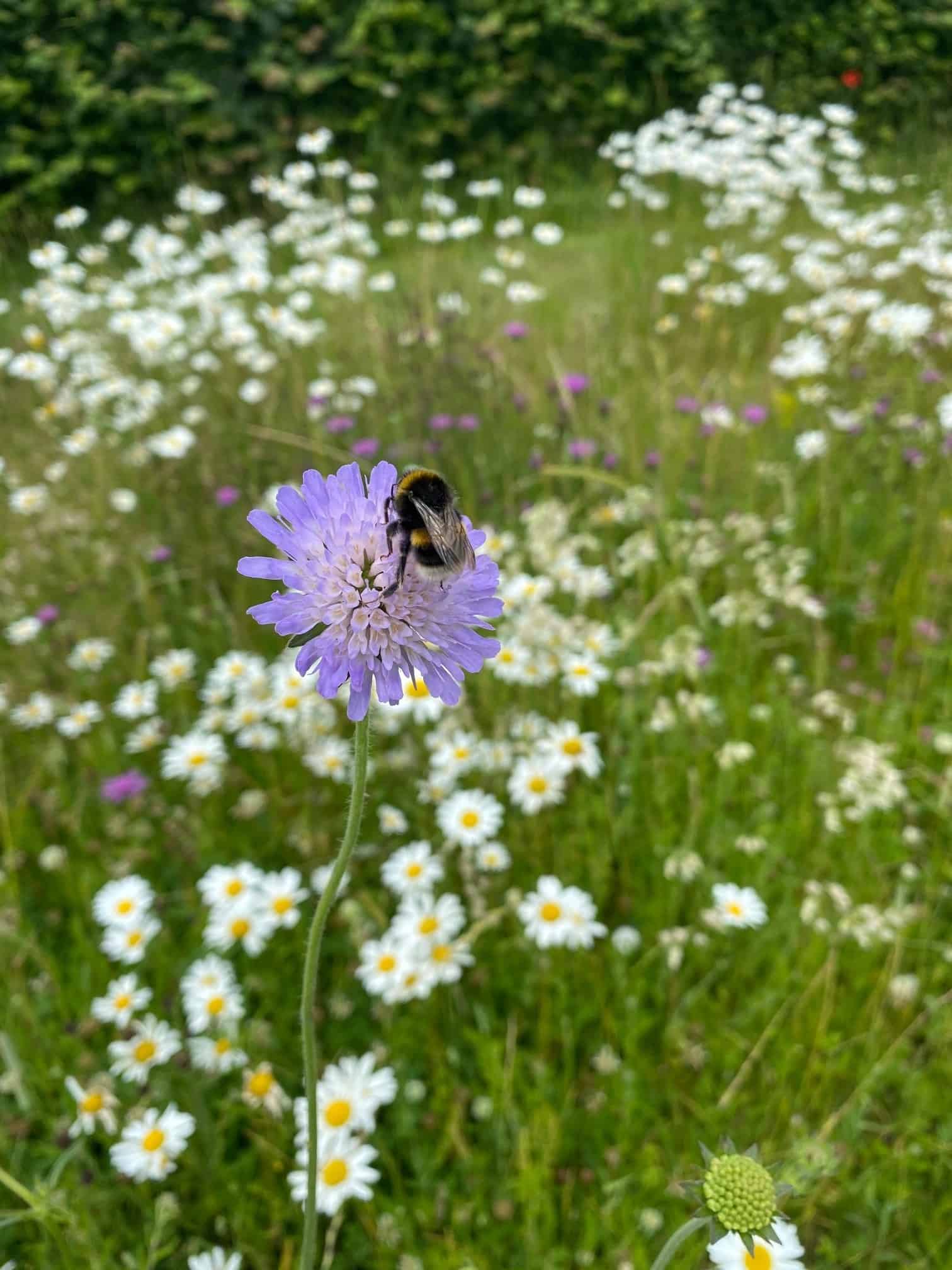 Bee on scabious at RPG Wildflower area 010721