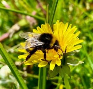 Bee on dandelion wildlifeFree activities Radipole gardens Wild in the park 2023