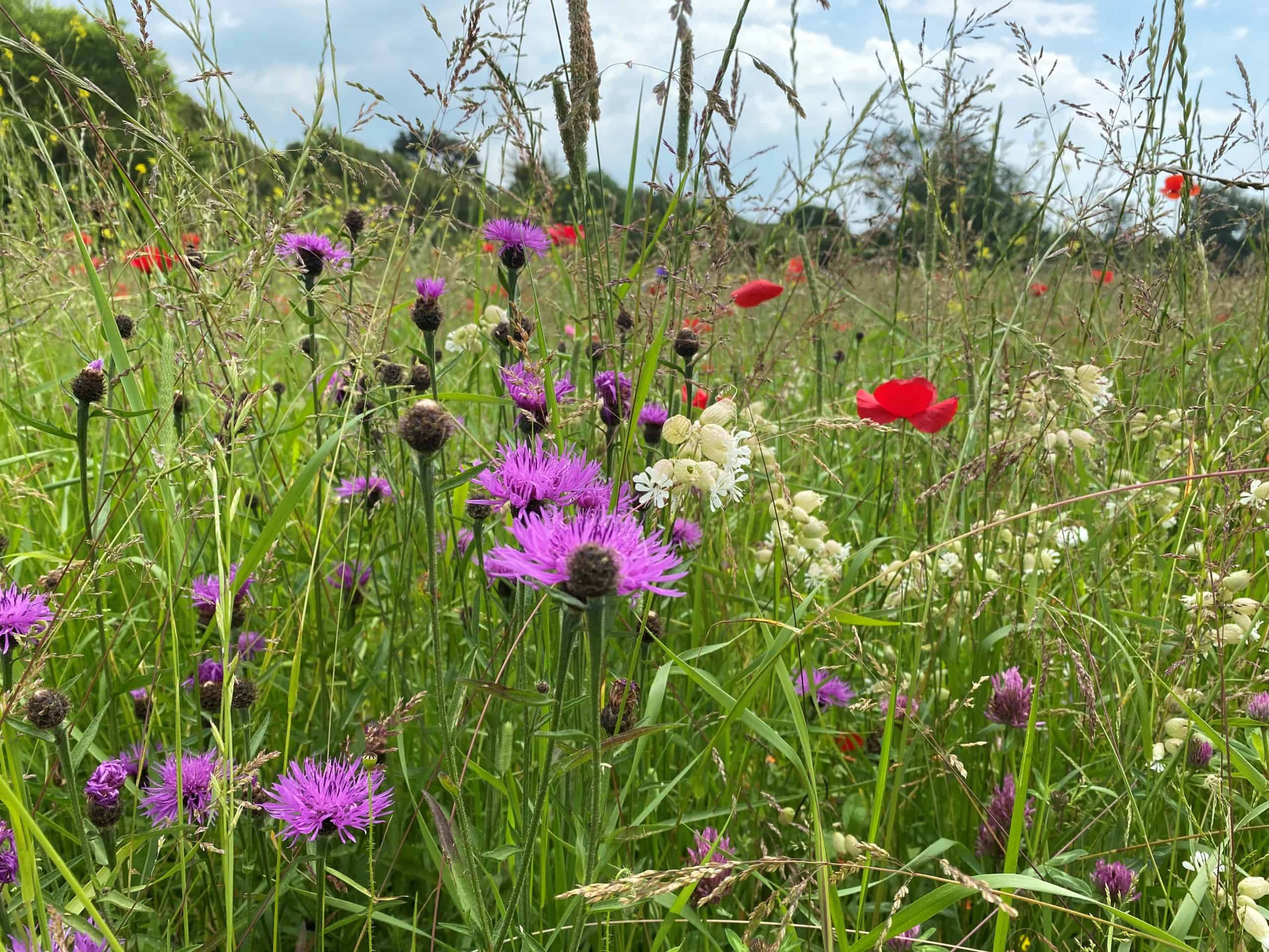 Poppies, scabious and bladder campion at RPG wildflower area July 2021