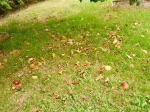 fallen appales Radipole community orchard 2021