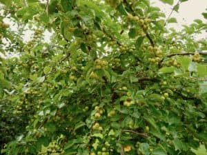 Mallus Butterball Radipole community orchard 2021