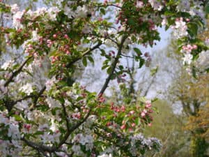 Springtime blossom Radipole Community orchard 2022