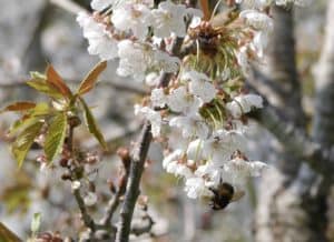 Fruit blossom Radipole Community orchard 20222