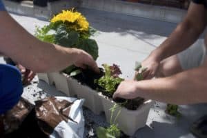 Planting balcony box vitamin G