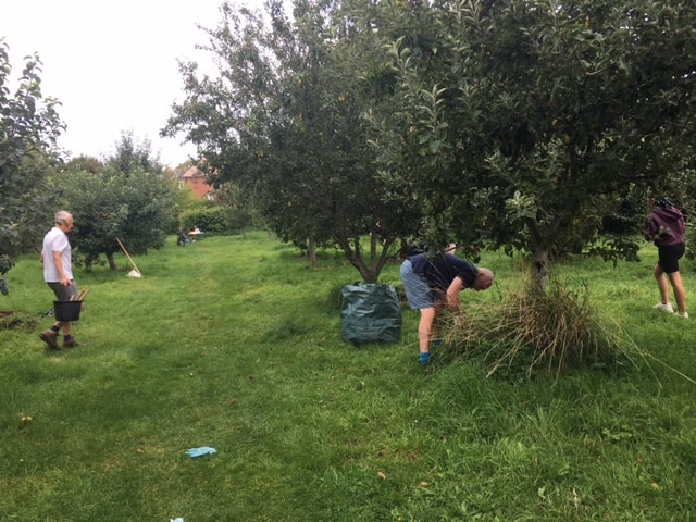 A community working together outdoors in a lush garden, gathering cut grass and tending to fruit trees on a cloudy day.