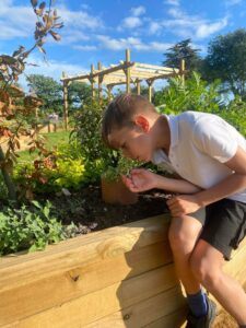 Child smelling herbs Radipole sensory garden