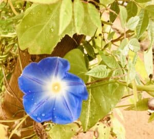 Ipomoea Heavenly Blue Radipole sensory garden colour continues 2024