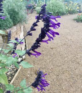 Salvia Amstad October 2024 Radipole sensory garden