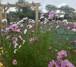 Cosmos October 2024 Radipole sensory garden