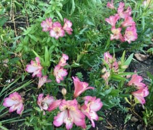 Alstroemerias Radipole sensory garden October 2024