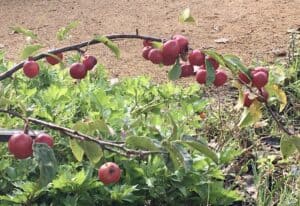 Fruits Malus Gorgeous Radipole sensory garden October 2024