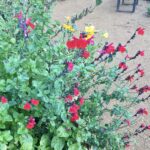 salvia in healing bed Radipole sensory garden 2024