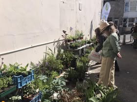 FORPAG plant stall Chiswell Walled Garden Plant Sale 2024