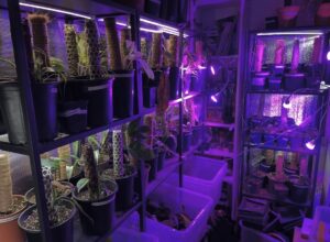 Frankenstein's Monstera plant laboratory