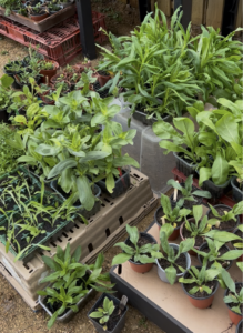 Pop up Plant Sale Radipole park 2026